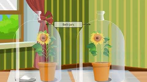 Activity to show that carbon dioxide is necessary for photosynthesis