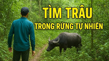 Op zoek naar buffels in het grote bos – veel onverwachte dingen tegenkomen