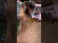 Painless COW INJECTION ?