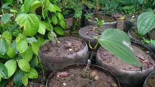 The Sambung Melada Pepper Innovation, a Smart Solution for Maximum Harvest Results!!!!
