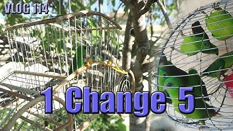 SERINDIT 1 change 5 SERINDIT _ Vlog #114