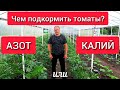 Чем подкормить томаты: азот или калий?