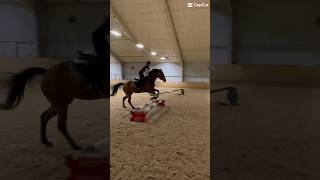 Oxer!!!! #horse #equestrian #jumping #horsejumping #horseriding #horsegirl #equestrianlife