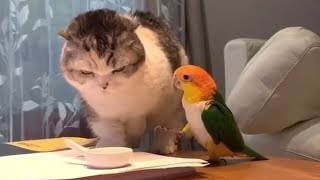 Incredibly Funny Cats