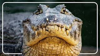 Most Deadly Crocodile Attacks In Australia