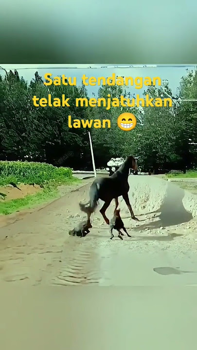 Satu tendangan dari kuda menjatuhkan seekor Anj!Ng #duniabinatang