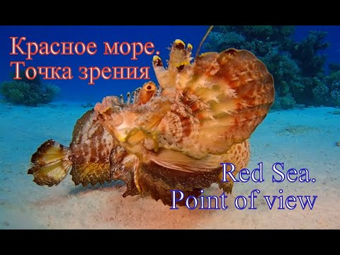 Видео: Красное море. Точка зрения/Red Sea. Point of view.