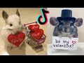 Cute Chinchilla Side of Tik Tok #1