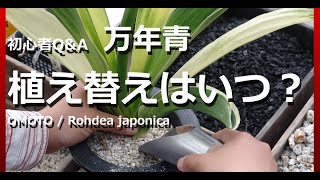 初心者Q&A【万年青の植え替え】はいつ、どんなタイミングでやりますか？【万年青の豊明園】Rohdea japonica　【In which season do OMOTO replant?】