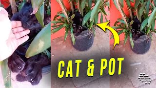 Sleepy Cat Tucked Itself Inside a Plant Pot