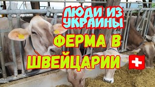 Ферма Коров в Швейцарии 🇨🇭Люди из Украины 🇺🇦 Украинские Беженцы
