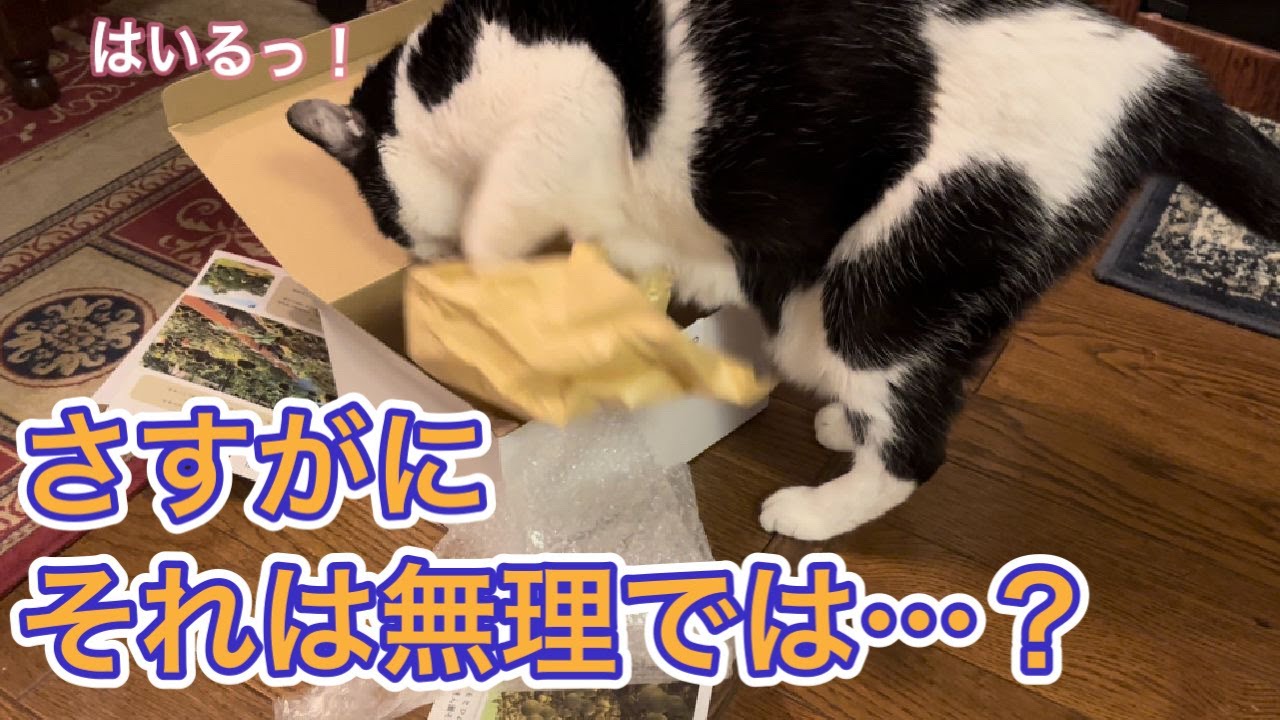 誕生日！小さな箱に無理やり入ろうとしてみちみちになるれいちゃん。