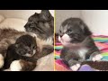 Rescue Sole Surviving Kitten Was Super Cute and Feisty With Amazing Transformation