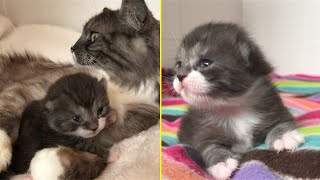 Rescue Sole Surviving Kitten Was Super Cute and Feisty With Amazing Transformation