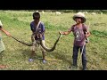 Wow ! Three Brave Boys Catch Big Snake During They looking Their Cows Near Village