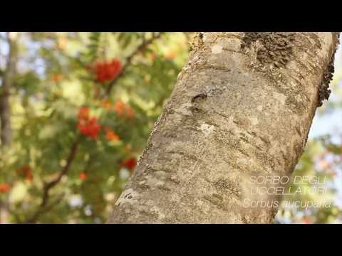 Video: Identificazione dell'albero di ontano - Riconoscere un albero di ontano nel paesaggio