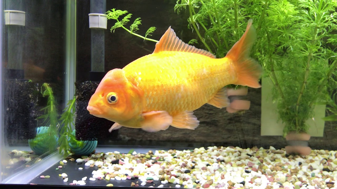 飼い主に隠れて 水草を実は食べている 金魚 Youtube