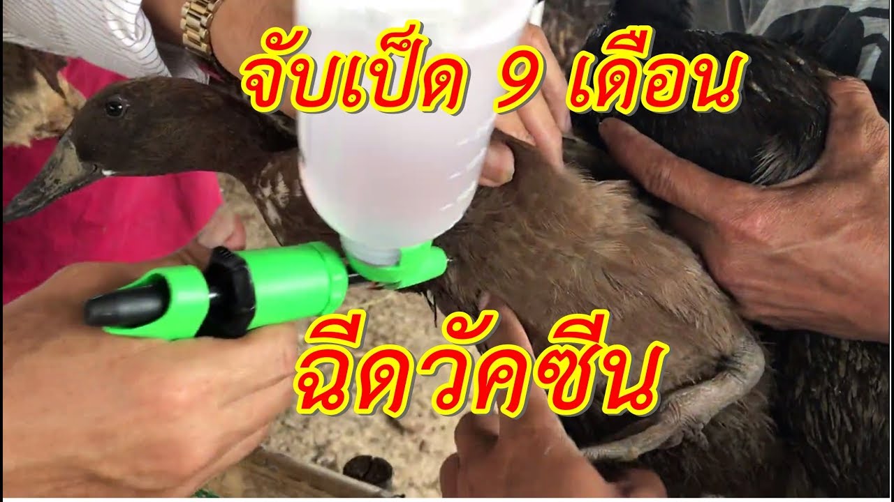 Take a Vaccine for ducks || จับเป็ดฉีดวัคซีน