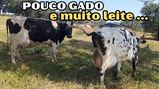 Como eu começaria HOJE na pecuária leiteira || Propriedade pequena, pouca vaca e muito leite ... screenshot 4