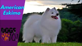 Dog 101  American Eskimo