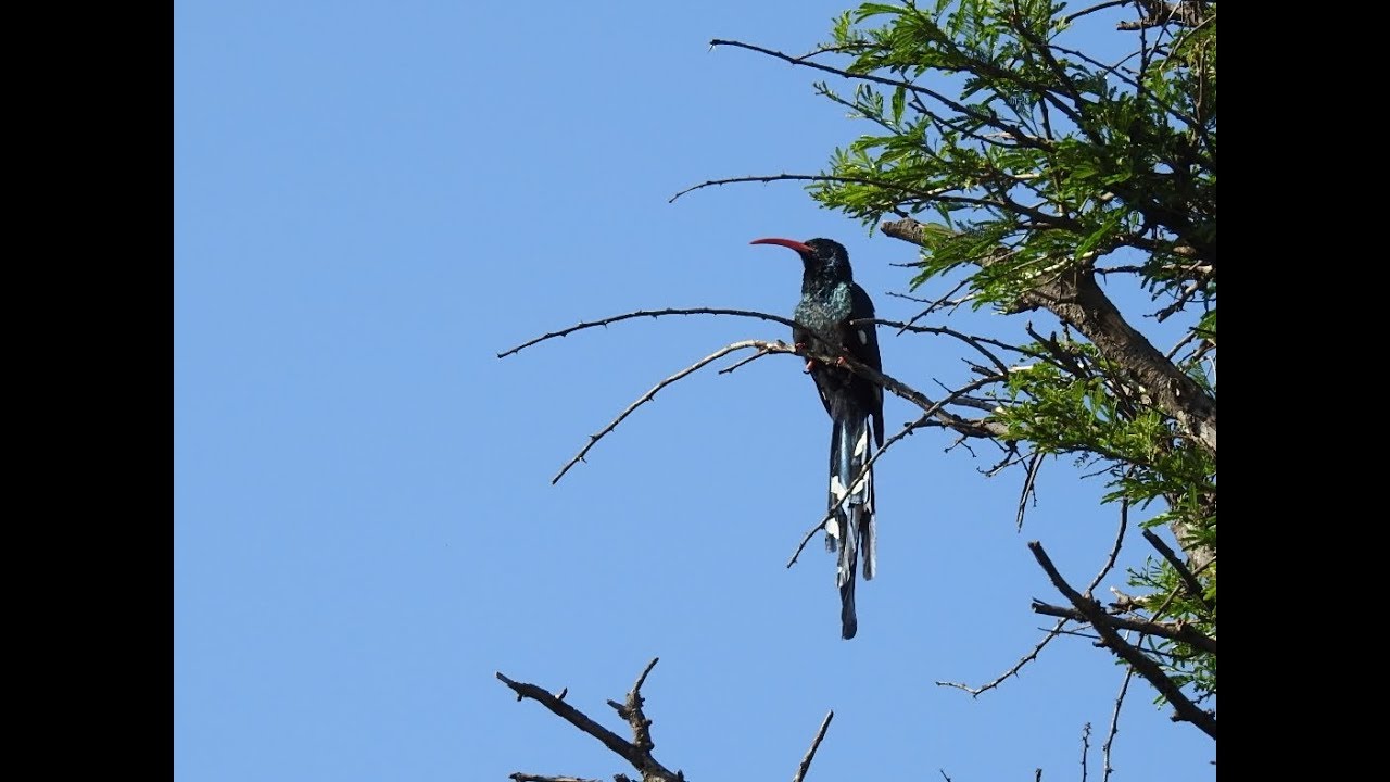 Redbilled woodhoopoe - Filmed by Greg Morgan
