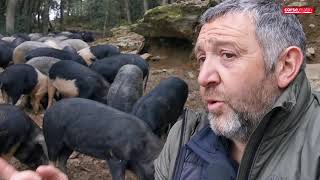 François Albertini, un éleveur corse chez Stéphane Bern