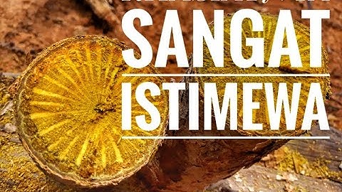 Beginilah AKAR KUNING asli kalimantan
