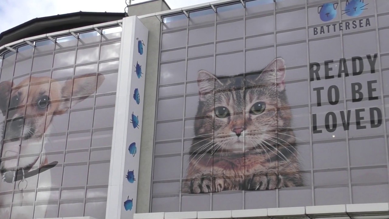 Battersea Dogs & Cats Home Charity Donation Presentation YouTube