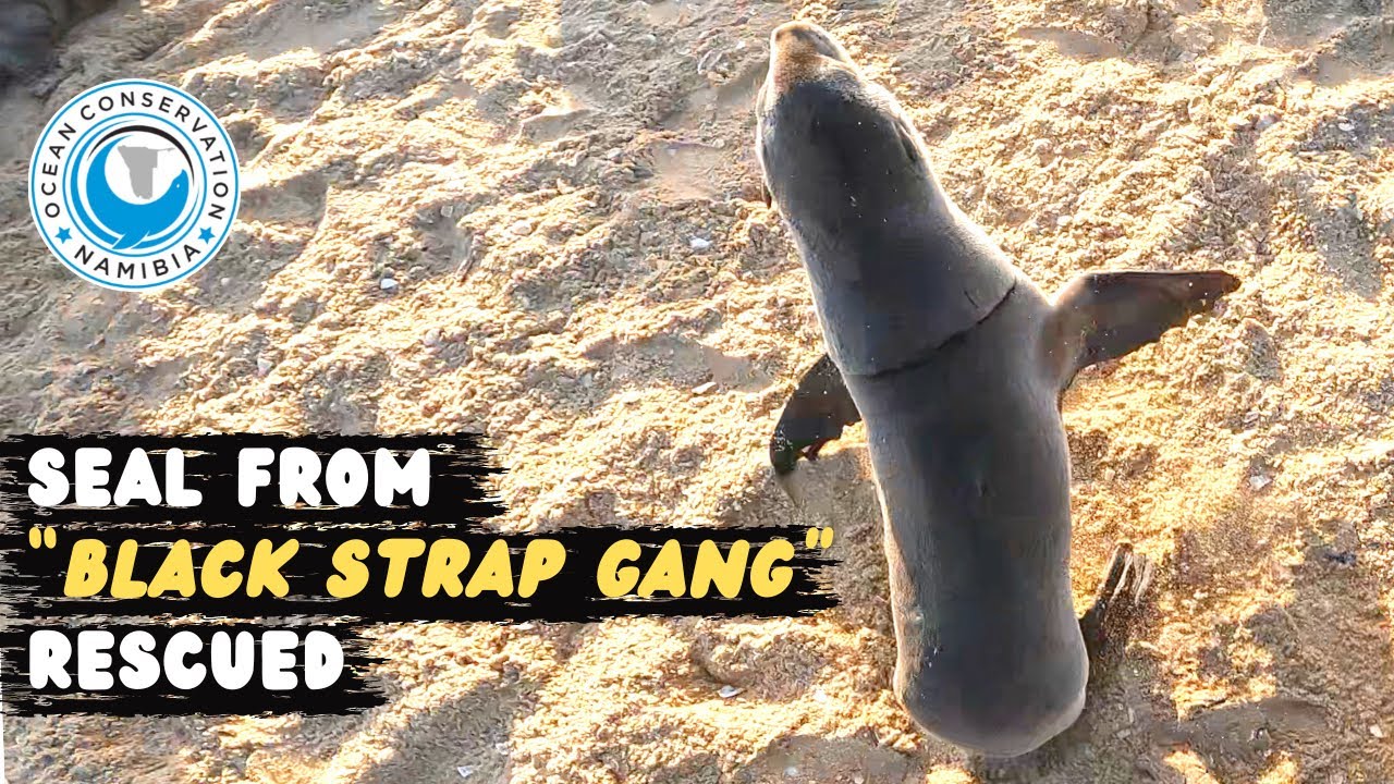 Seal From "Black Strap Gang" Rescued YouTube