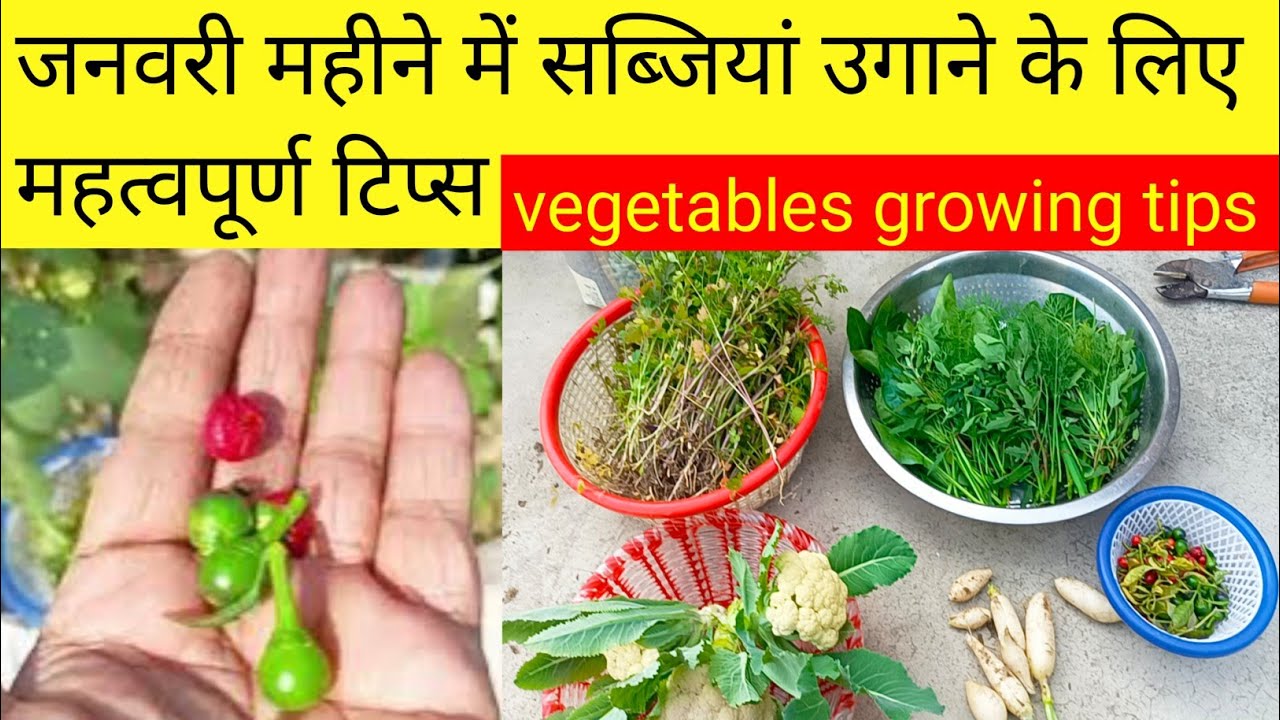 गर्मी की सब्जियां कैसे लगाएं कुछ जरूरी बातें ध्यानरखें/ Important Tips For Growing Summer Vegetables