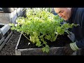 Planting Giant Vegetables For The Giant Vegetable National Championships At The Malvern Autumn Show