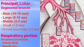 Respiratory system. Video-lecture by Zimatkin (26)