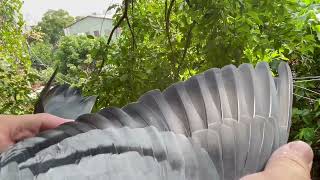 B20-4149771灰♂:父母鴿乃是已作出子代榮獲省賽冠軍及數次國家賽入賞的頂級配對，國家賽冠軍家族