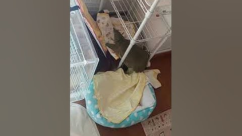 Turtle Opens Door And Climbs Into Its Pool House - 1632641