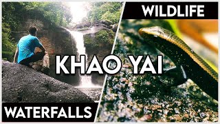 Hiking in Khao Yai (Tips for how to survive and where to stay)