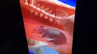 Cat Gray Vore Mouse White