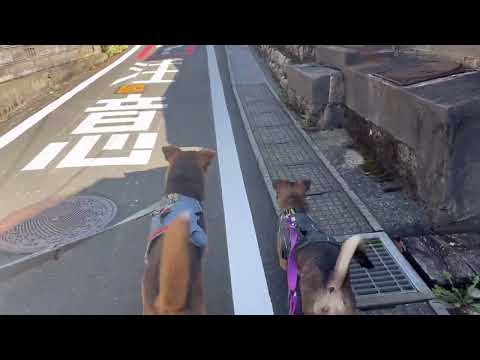キャンピングカーで琵琶湖を旅する野犬の子、サラダパンを買って焼鯖そうめんを頂きました^^