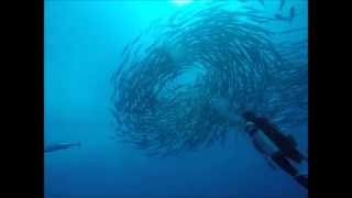 パプアニューギニア201509 MOVIE2(Independent State of Papua New Guinea Diving Movie2)