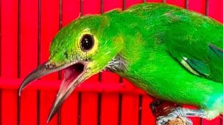 Cucak Ijo Ori banyuwangi Kuningan Pancingan Cucak Ijo Bahan