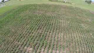 Corn plot fly over with the Phantom 2