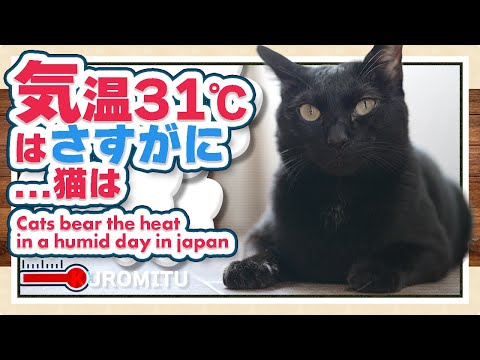 気温３１℃はさすがに猫は