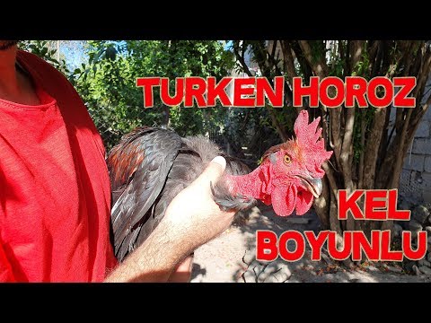 Turken Tavuklar ( Kel Boyun ) Son Durum