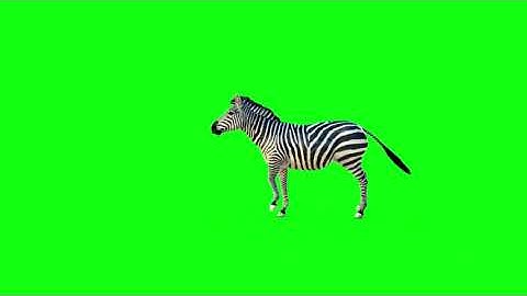 Wolf & Donkey Green Screen Video | 2D Animated Effects | ChromaKey | TheAnimalStoreGreenScreen