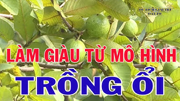 Làm giàu từ mô hình trồng ổi|Nhà nông làm giàu