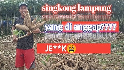SESUSAH ITU KAH🥺 singkong celeng/garuda dari lampung tengah!!!