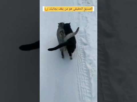 الصديق الحقيقي هو من يقف بجانبك مواقف مضحكة جدا فيديوهات مضحكة Funny شورت Shorts Video 