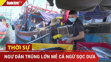 Ngư dân Bình Định trúng lớn mẻ cá ngừ sọc dưa | Tuổi Trẻ TV