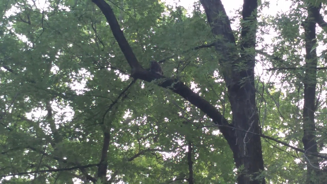 Owl Eating a Rabbit in a Tree. - YouTube