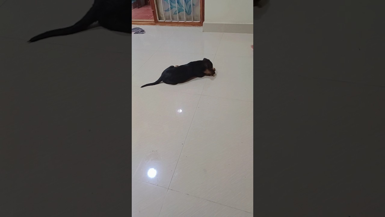 doggylove💙 subscribe for more videos 