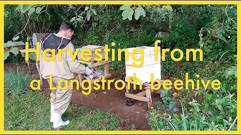 Harvesting from a Langstroth beehive